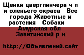 Щенки цвергпинчера ч/п и оленьего окраса - Все города Животные и растения » Собаки   . Амурская обл.,Завитинский р-н